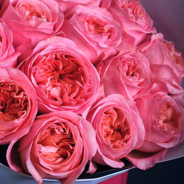 Купить Букет из 15 пионовидных розовых роз 70 см Pink Expression в  с бесплатной доставкой: цена, фото, описание